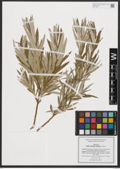Foto von Salix armenorossica A. K. Skvortsov